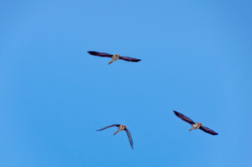 A flock of wild geese flying through sky. Aerial view of geese in flight, calm atmosphere, clear...