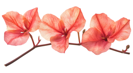 Watercolor bouquet of three coral bougainvillea flowers on a branch, against a transparent background