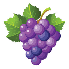 bunch of grapes Vector isolated on a white background