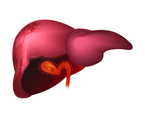 illustration of human liver isolated background