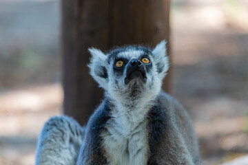 portrait of a ring-tailed lemur	