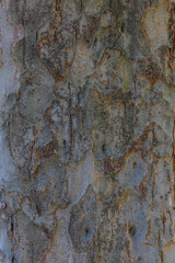 bark of a tree close up
