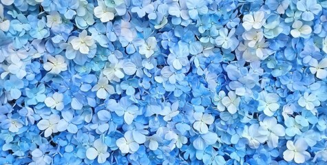A vibrant display of blue and white hydrangea flowers creating a lush, decorative background.