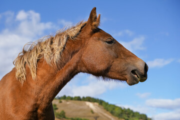 The Brown horse stands proudly with its head held high, showcasing its glossy coat against a vibrant blue sky. The scene captures the beauty of nature on a sunny afternoon.