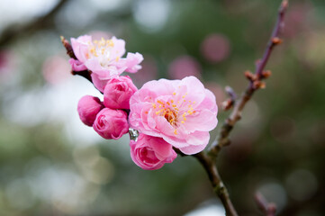 梅の花