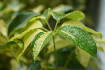 Nature jungle plants greens Bali after the rain droplets