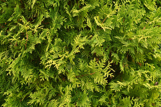 thuja green textured background. close-up