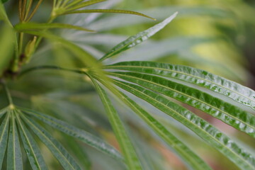 Nature jungle plants greens Bali after the rain droplets