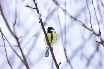 Naklejka premium Great Tit, Parus Major Perching on a Tree Branch in Winter Time. Great tit perching on a snowy tree branch. 