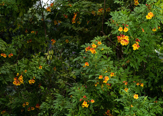 Wildflowers in the park