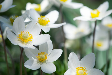Obraz premium Anemone sylvestris. delicate flowers in the garden, in the flowerbed. floral background. beautiful delicate Anemone sylvestris. white flowers on a natural background. close-up. sunlight. spring season
