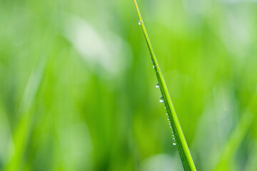 Droplets of dew on fresh green grass. juicy grass in dew drops. dew in the morning on green grass. Lush lush green grass in the meadow with water drops after rain in the morning light. selective focus
