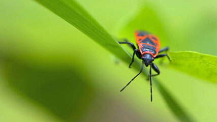 Spilostethus pandurus. Bug soldier on a green background close-up. macro nature. the insect sits on a branch. bright red beetle. red and black color. the first beetle in early spring. world of insects