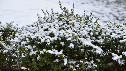 snow on green leaves. first autumn snow. Green bushes covered with white snow in a winter frosty park. A bed of green plants under a continuous layer of pure white snow in spring. background