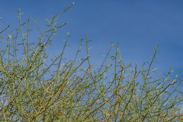 Ambrosia salsola,cheesebush, winged ragweed, burrobush, white burrobrush,desert pearl,family Asteraceae, Shiprock / Angel Cove Monument, Palm Springs, California
