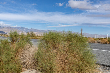 Ambrosia salsola,cheesebush, winged ragweed, burrobush, white burrobrush,desert pearl,family Asteraceae, Shiprock / Angel Cove Monument, Palm Springs, California