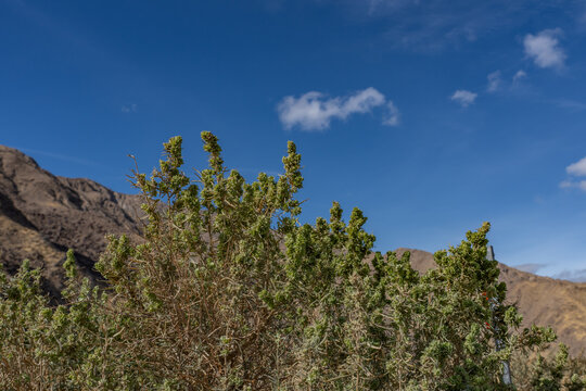 Atriplex canescens (or chamiso, chamiza, four-wing saltbush) is a species of evergreen shrub in the family Amaranthaceae. Shiprock / Angel Cove Monument, Palm Springs, California. San Jacinto Mountain
