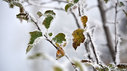 leaf on a branch in frost needles. Morning frost. Rime. Late fall, first frost, on a tree branch. winter background. leaves are covered with white frost. low temperature. beauty of nature. season