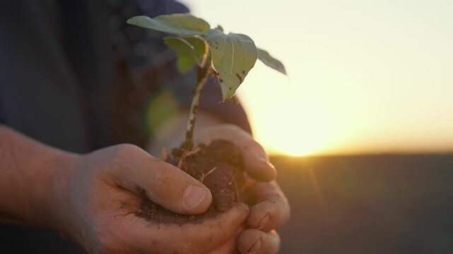Save nature and ecology, farmer holding little plant in clod of soil in hands. Closeup view of male palms with sprout in agricultural field, environment protection and farming in ecological region