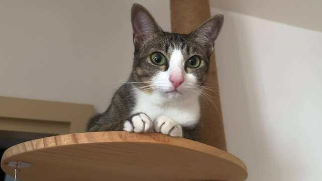 Cat resting close up. Close up of a cats face. Hand held video of a cat sitting on a cat stand. Adorable domestic feline pet cat.
