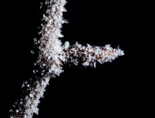 A branch covered in snow and ice