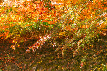 Maple leaves, autumn colors in Japan
