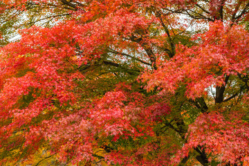 Maple leaves, autumn colors in Japan