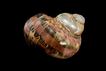 Close-Up of Turbo petholatus Shell on Black background