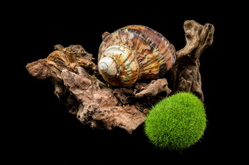 Turbo petholatus sea shell on Driftwood