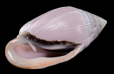 Pink Conch Shell Olivancillaria orbignyi