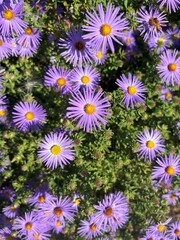 Close-up of vibrant purple aster flowers with yellow centers