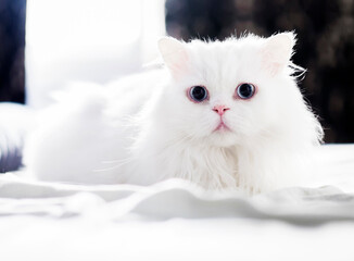 Alert white fluffy cat on the bed