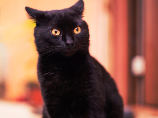 Agitated black cat with yellow eyes