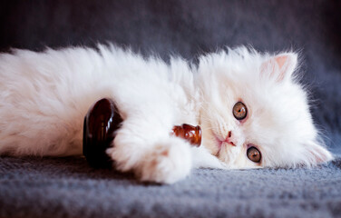 Adorable little fluffy kitten with a little bottle