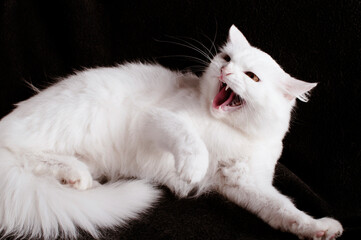 Angry white adult cat hissing