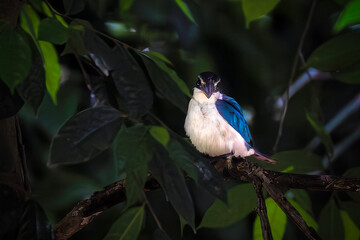 The collared kingfisher is a medium-sized kingfisher