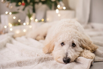 Dog with puppy dog eyes in front of christmas tree