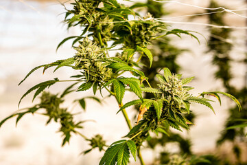 Beautiful indoor cannabis plants with big nugs