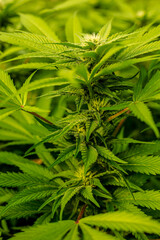 Beautiful indoor cannabis plants with big nugs in South Africa