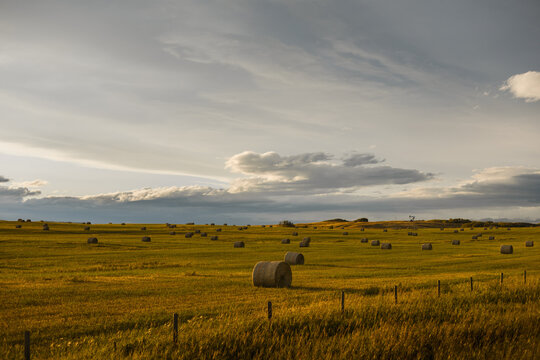 Hay bales in a golden field in the foothills of Alberta, Canada