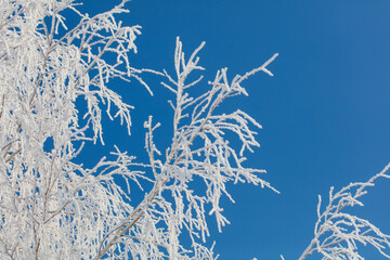 A tree with a lot of snow on it is in front of a blue sky