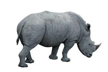 Fototapeta premium rhinoceros transparent background