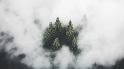 Misty Mountaintop Evergreen Forest Aerial View.