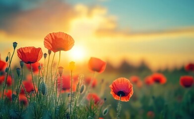 Fototapeta premium A vibrant field of red poppy flowers under a sunset sky.