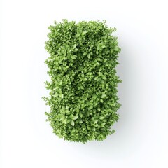 Fototapeta premium A top-down view of a lush, vibrant green plant, showcasing a dense arrangement of leaves against a white background.