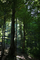 Naklejka premium Forest in the morning on the mountain trail to Rawka peak in Bieszczady Mountains, Poland