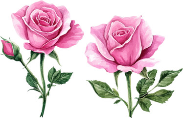 Obraz premium Watercolor Pink Rose