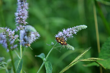 Mint moth in Magura National Park in Low Beskids, Poland