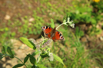 Peacock butterfly in Magura National Park in Low Beskids, Poland