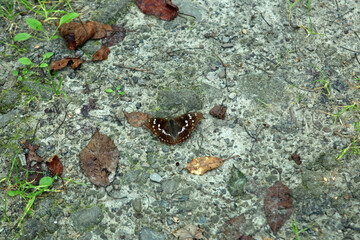 Lesser purple emperor butterfly in Magura National Park in Low Beskids, Poland